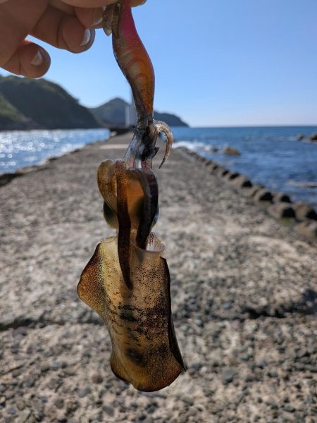 先週に引き続き新子狙い